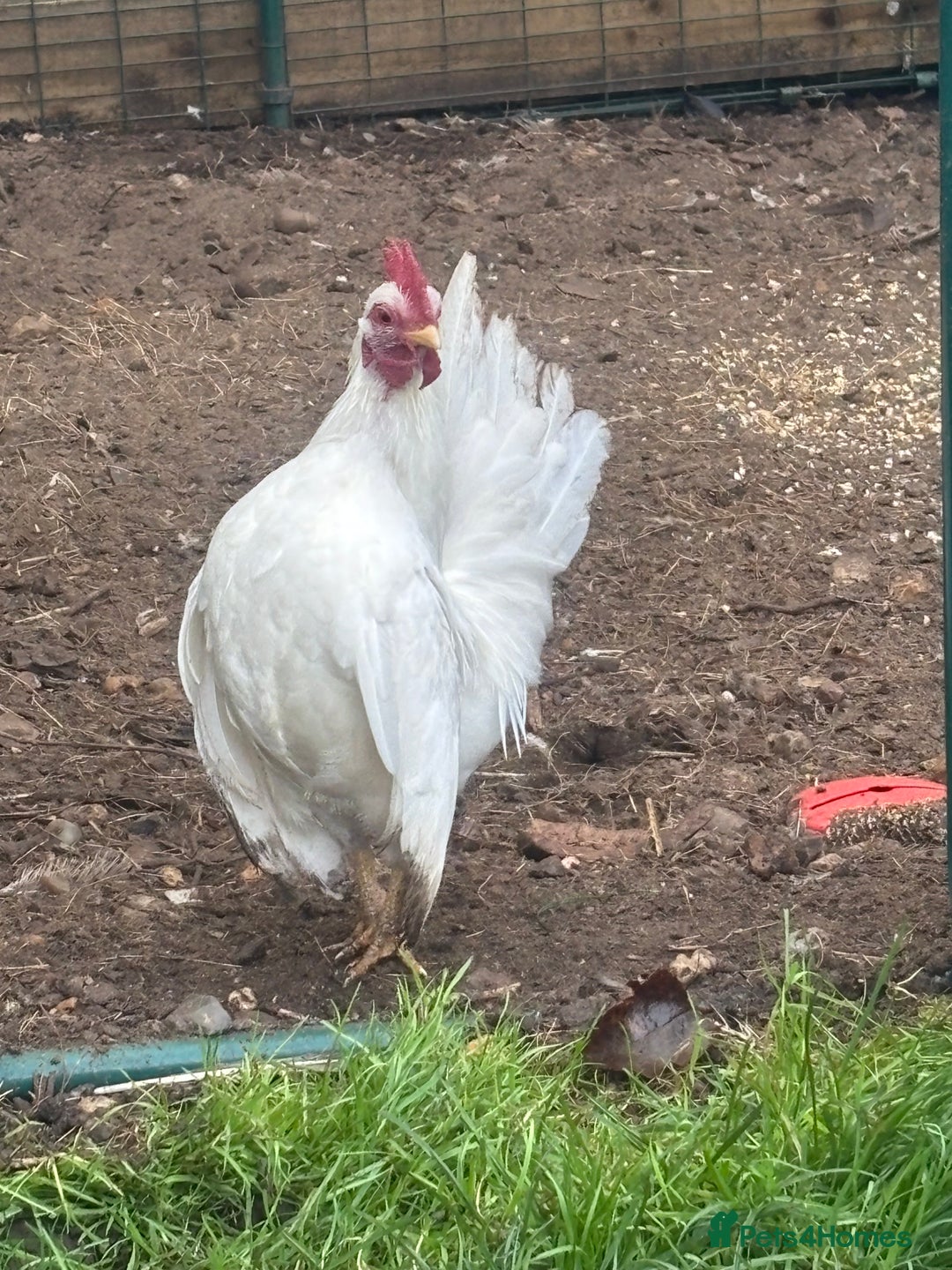 Chickens poultry for sale: Serama cockerels  - Advert 2