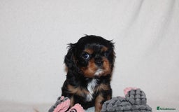 Cavalier King Charles Spaniel dogs for sale: Gorgeous Cavalier King Charles Spaniel puppies - Image 10