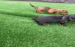 Miniature Dachshund dogs for sale: 4 adorable miniature dachshund puppies  - Image 19