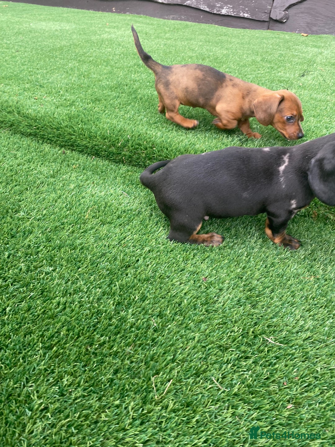 Miniature Dachshund dogs for sale: 4 adorable miniature dachshund puppies  - Image 19