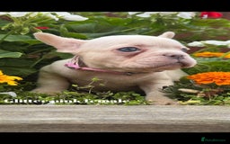 French Bulldog dogs for sale: Beautiful small build fluffy/fluffy carrier french - Image 4