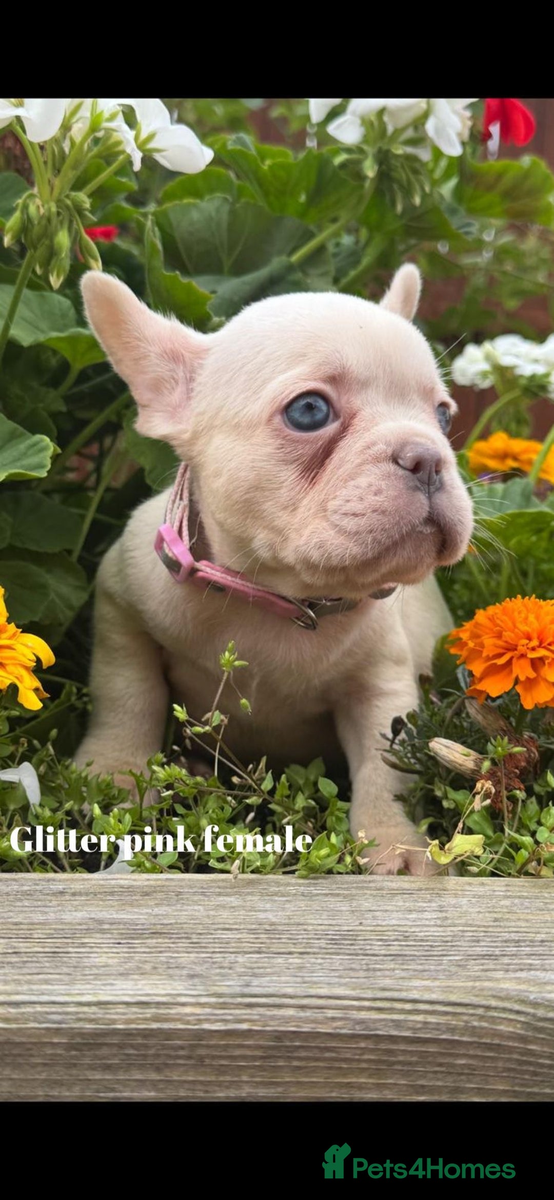French Bulldog dogs for sale: Beautiful small build fluffy/fluffy carrier french - Image 4