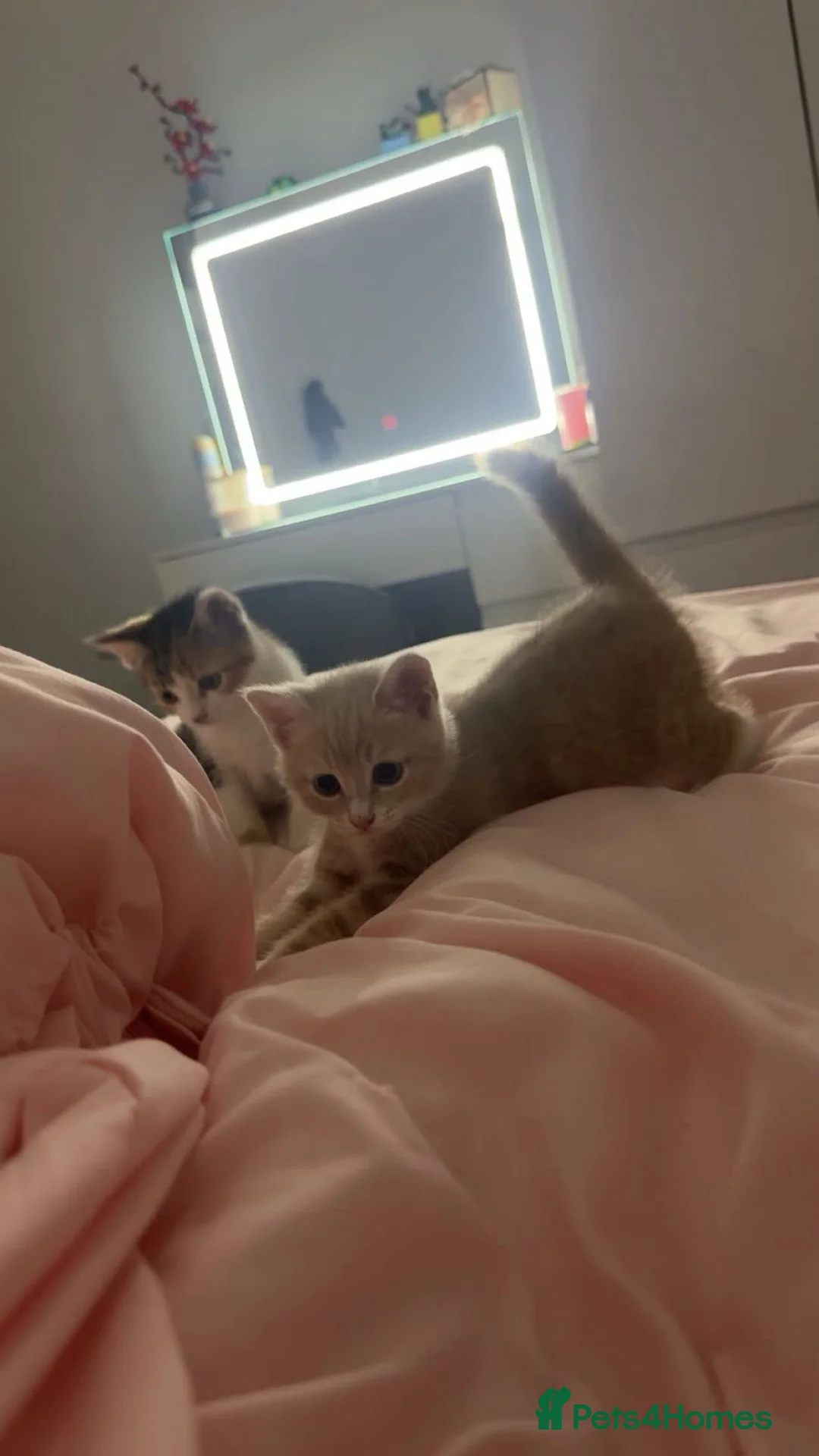 Mixed Breed cats for sale: Kittens  - Advert 9