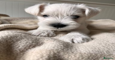 Miniature Schnauzer dogs - Advert 7