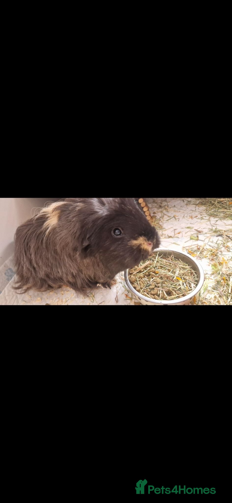 Guinea Pig rodents Desperate in need of new forever home  - Advert 1