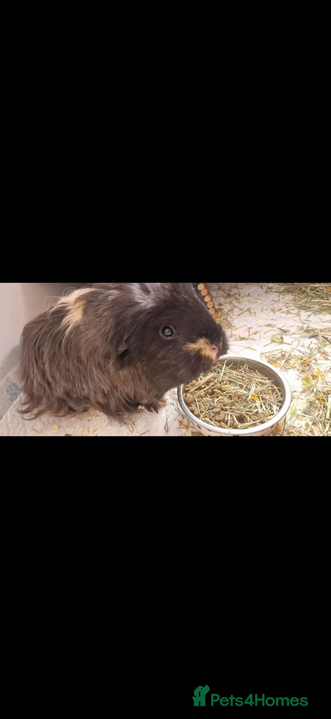 Guinea Pig rodents for sale: Desperate in need of new forever home  in Sunderland - Advert 1