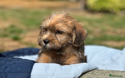 Mixed Breed dogs for sale: Stunning Norfolk terrier x jrt pups ready now - Image 10
