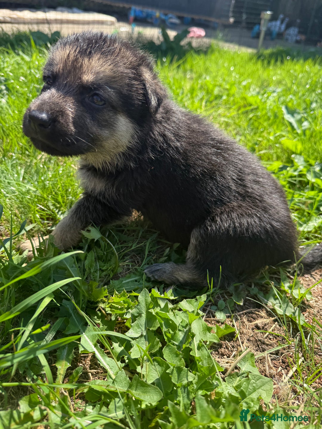 German Shepherd dogs for sale: German shepherd puppies  - Image 29