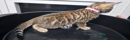 Bengal cats for sale: ✨️Stunning Bengal Babies-Exotic, Playful & Loving - Advert 24
