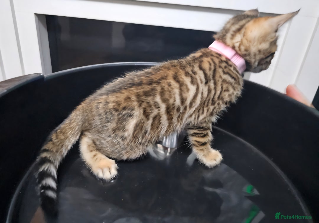 Bengal cats for sale: ✨️Stunning Bengal Babies-Exotic, Playful & Loving - Advert 24