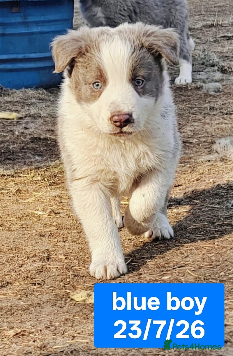 Border Collie dogs KC registered Border collie pups for sale - Advert 2