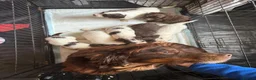 Cocker Spaniel dogs for sale: Beautiful Cocker Spaniels - Advert 12