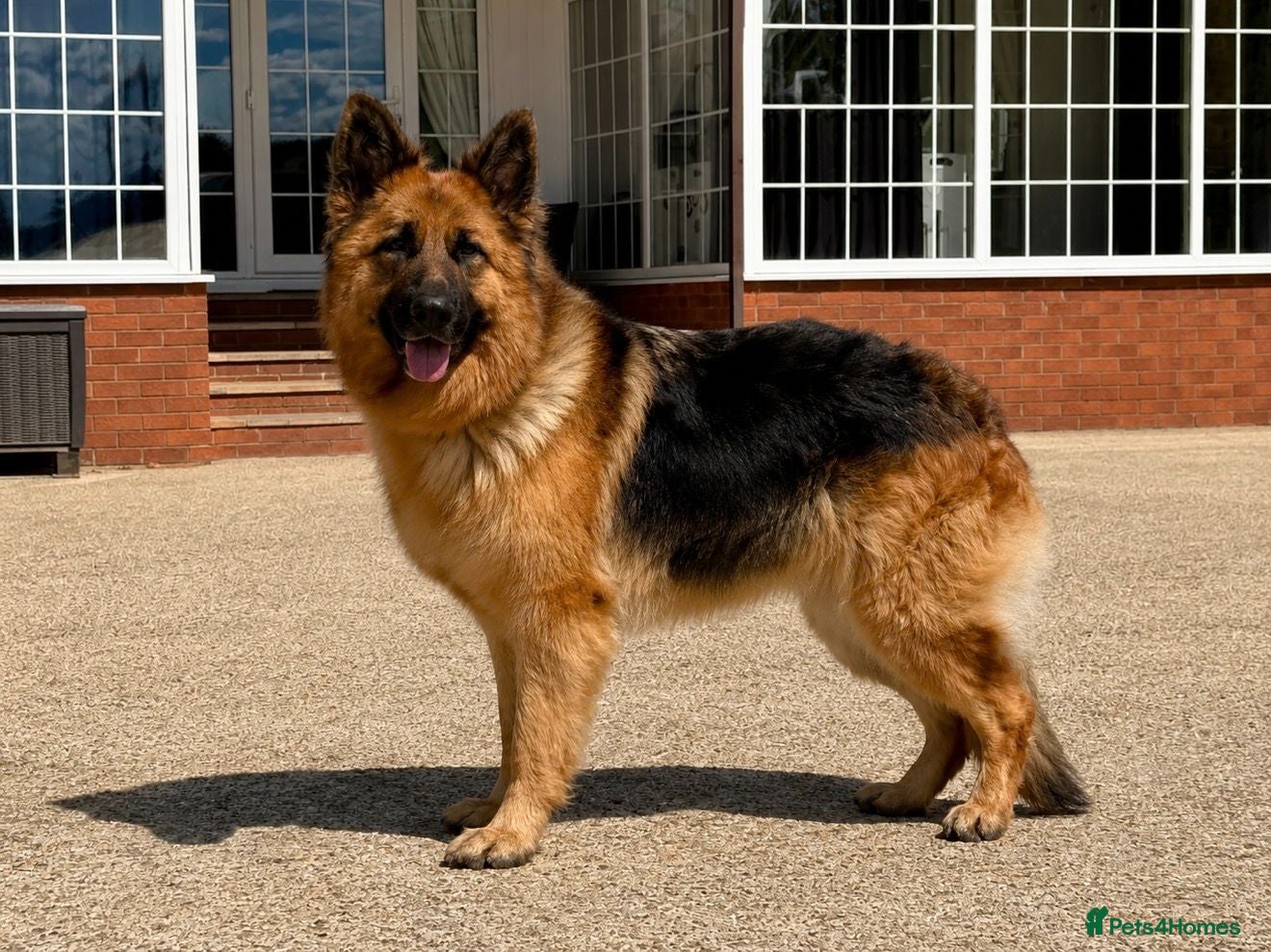 German Shepherd dogs Meet Mabel - Advert 2