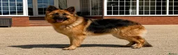 German Shepherd dogs for sale: Meet Mabel - Advert 2