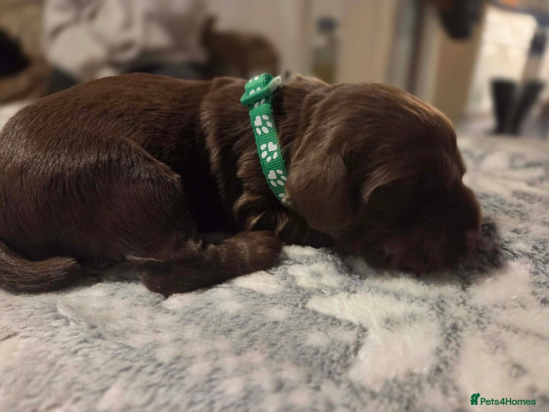 Cocker Spaniel dogs for sale: Working cocker spaniels  - Advert 7