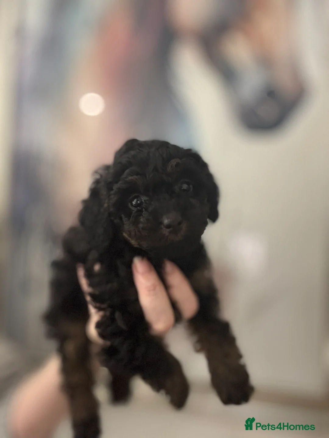 Cavapoo dogs for sale:  ** /TOY MULTI GEN CAVAPOO BOY - Advert 6