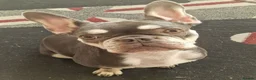 French Bulldog dogs for sale: Maple looking for a family home - Advert 3