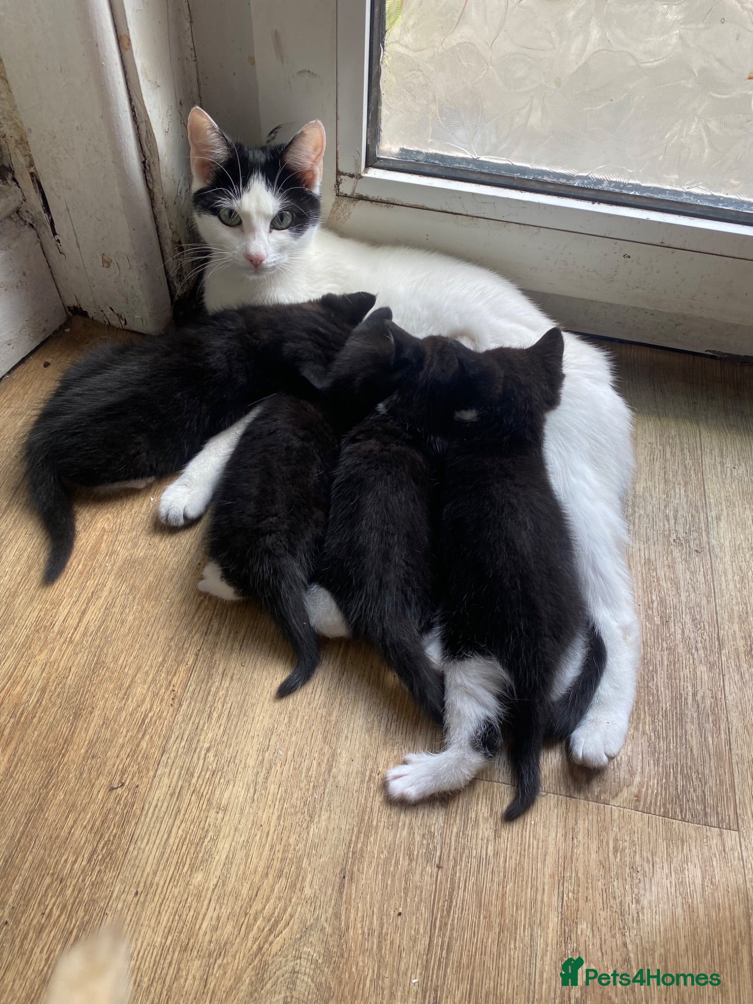 Mixed Breed cats 2 KITTENS FOR SALE - Advert 1