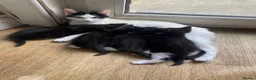 Mixed Breed cats for sale: 2 KITTENS FOR SALE - Advert 1