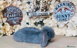 French Lop rabbits for sale: French lop babies - Image 5