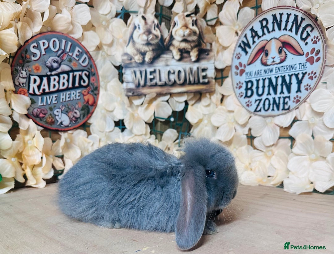 French Lop rabbits for sale: French lop babies - Image 5