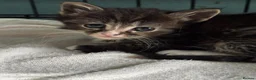 Domestic Shorthair cats for adoption: Playful Kittens- Adopt from Cats In Crisis EastLdn - Advert 4