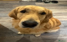 Golden Retriever dogs for sale: Bailey, 2 Year Old Golden Retriever - Advert 8