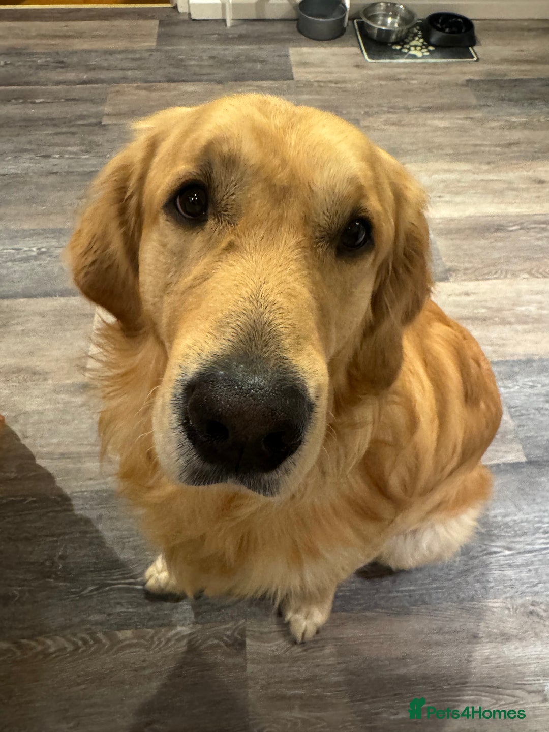 Golden Retriever dogs for sale: Bailey, 2 Year Old Golden Retriever - Advert 8