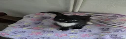 Mixed Breed cats for sale: 1 Gorgeous Female Kitten-Ready Now -Vet Checked - Advert 5