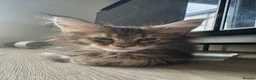 Maine Coon cats for sale: Pure Breed Mainecoon Therapy Kittens - Advert 10