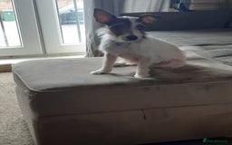 Jack Russell dogs for sale: Jack Russell nana - Image 1