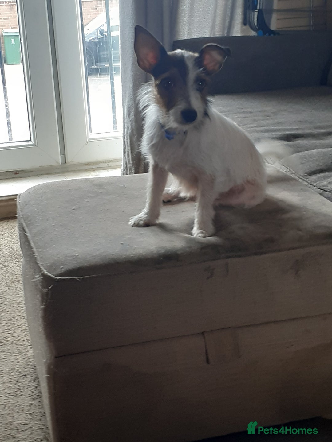 Jack Russell dogs for sale: Jack Russell nana - Image 1