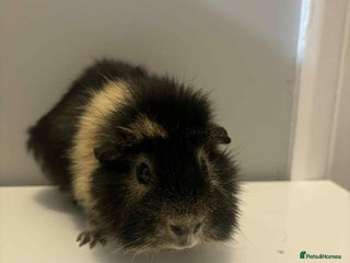 Guinea Pig rodents 1x male Guniea pigs - Advert 1