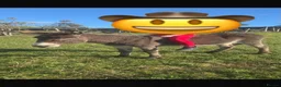 Donkey livestock for sale: Gorgeous Jenny donkey in foal - Advert 4