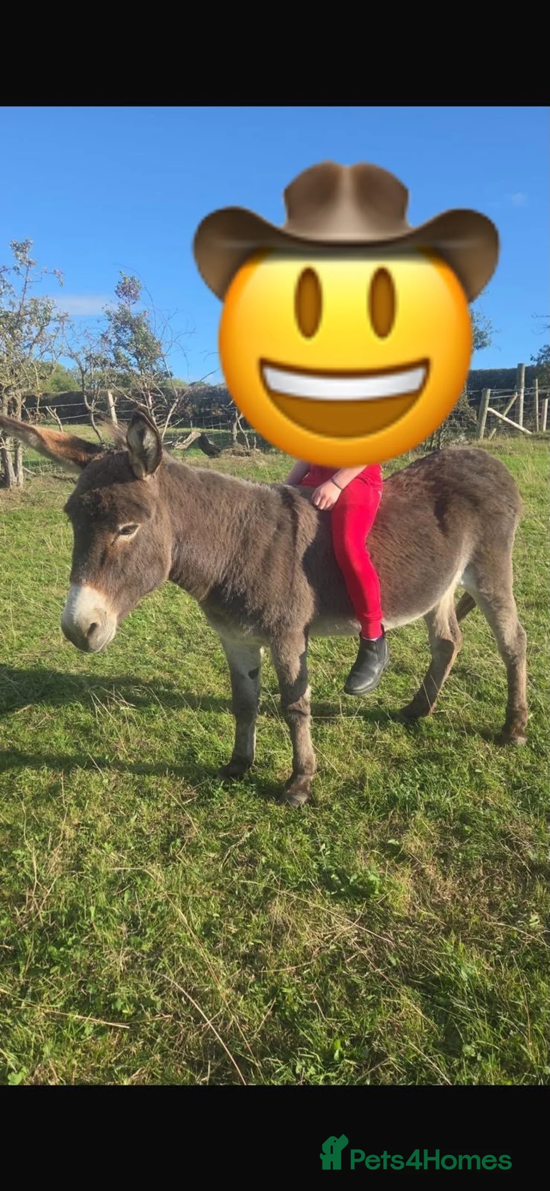 Donkey livestock for sale: Gorgeous Jenny donkey in foal - Advert 4