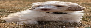 Cockapoo 1