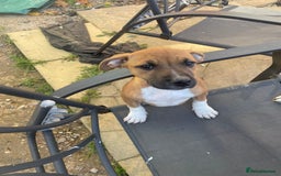 Staffordshire Bull Terrier dogs for sale: Beautiful staff pups for sale - Image 1