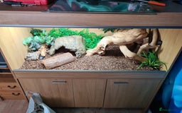 Python Snake reptiles for sale: Pastel leopard ball python  - Image 14
