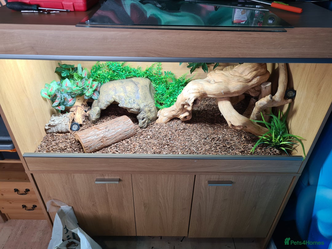 Python Snake reptiles for sale: Pastel leopard ball python  - Image 14