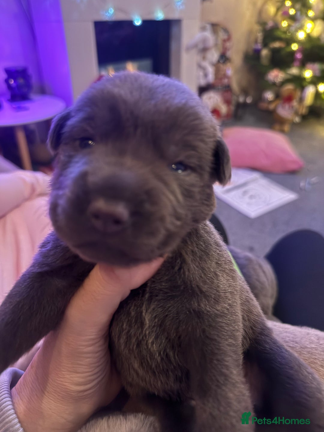 Mixed Breed dogs for sale: Sharpei puppies - Advert 16