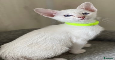 Siamese cats - Advert 16