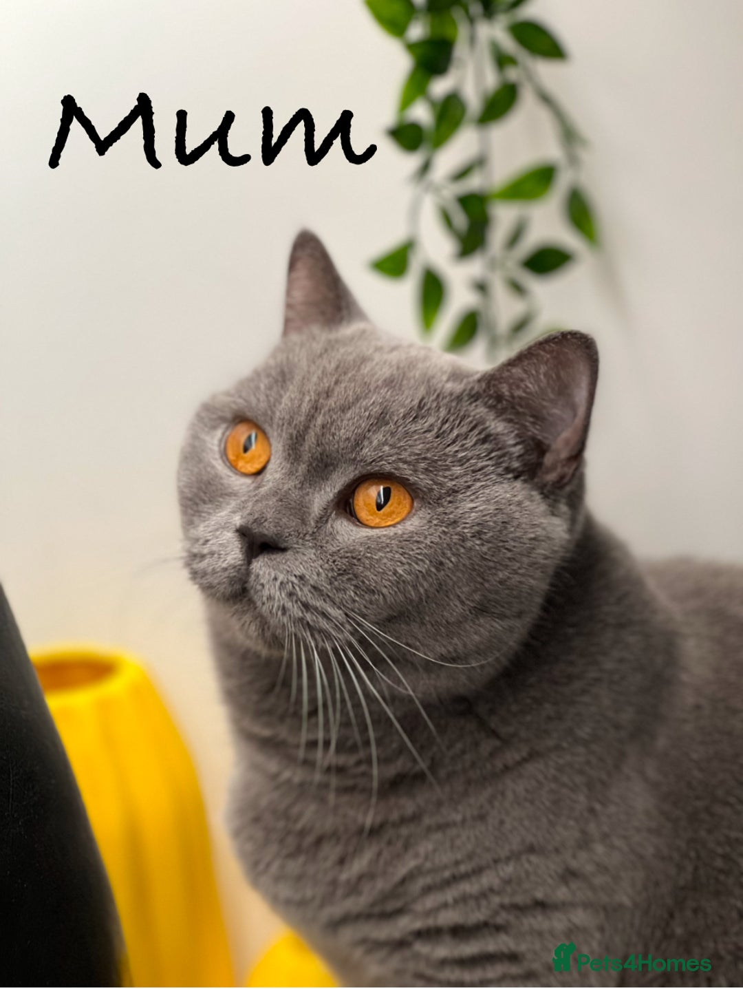 British Shorthair cats for sale: GCCF registered British Shorthair kittens  - Advert 8