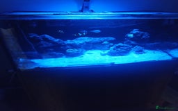 Other/Mixed Breed fish for sale: Clowns, yellow damsels and soft corals - Image 4