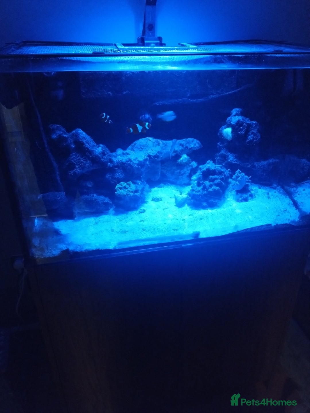 Other/Mixed Breed fish for sale: Clowns, yellow damsels and soft corals - Image 4