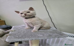 British Shorthair cats for sale: Beautiful British shorthair kittens - Image 36