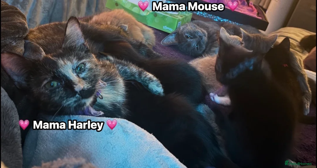 Mixed Breed cats for sale:  Beautiful cuddly kittens  - Advert 2