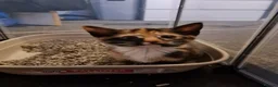 Mixed Breed cats for sale: Cute kittens🐈🐈‍⬛ - Advert 10