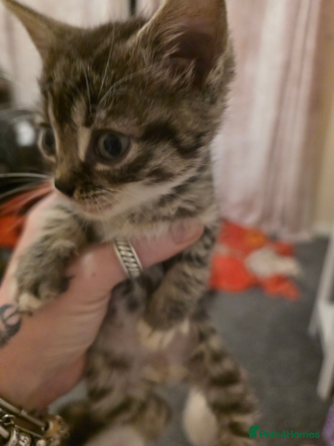 Mixed Breed cats for sale: Adorable female sphynx x DSH kittens - Advert 4