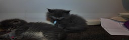 Maine Coon cats for sale: Beautiful Mainecoon Kittens Maine Coon Purebred - Advert 16
