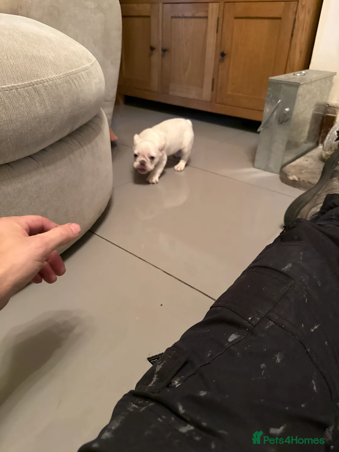 French Bulldog dogs for sale: French bulldogs  - Advert 3